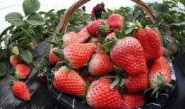 草莓农药爆料视频下载大全,揭露农业用药真相